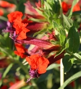 Torpedo Cuphea, Giant Bat Face Cuphea, Cuphea lllavea 'Torpedo', copyright � almostedenplants.com